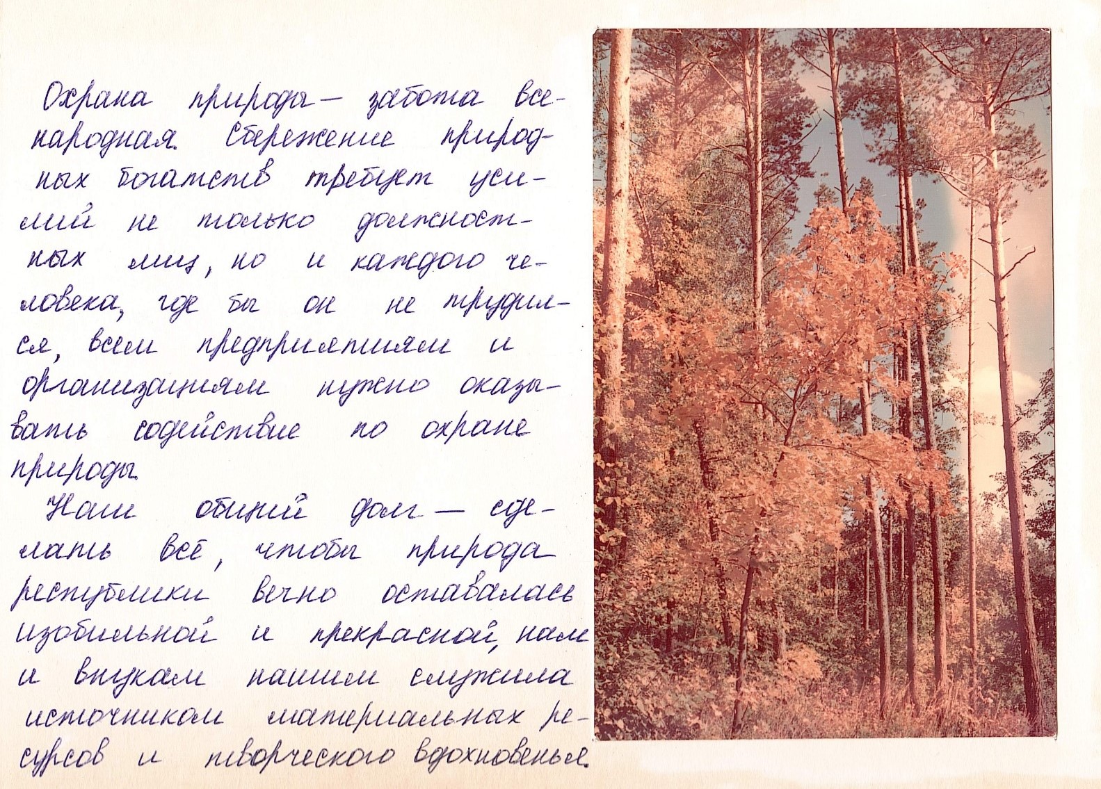 Лесной массив в окрестностях Альметьевска