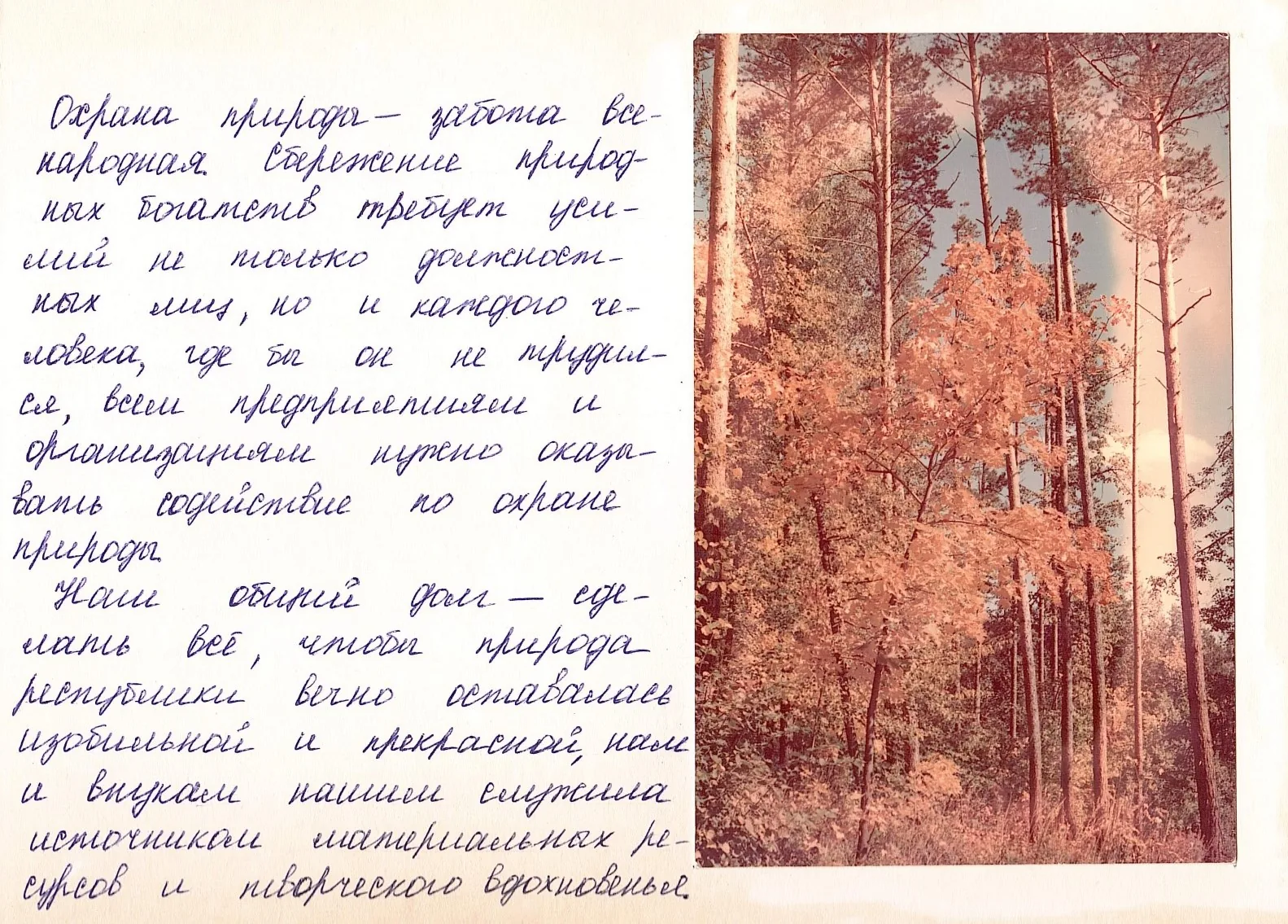 Лесной массив в окрестностях Альметьевска